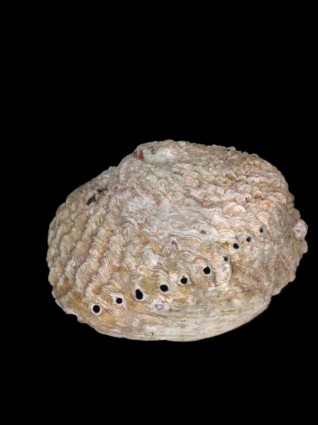 Abalobe schelp 15-16 cm (groot)
