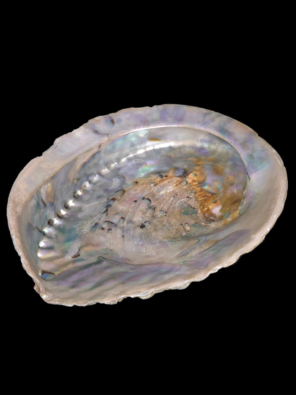 Abalobe schelp 15-16 cm (groot)