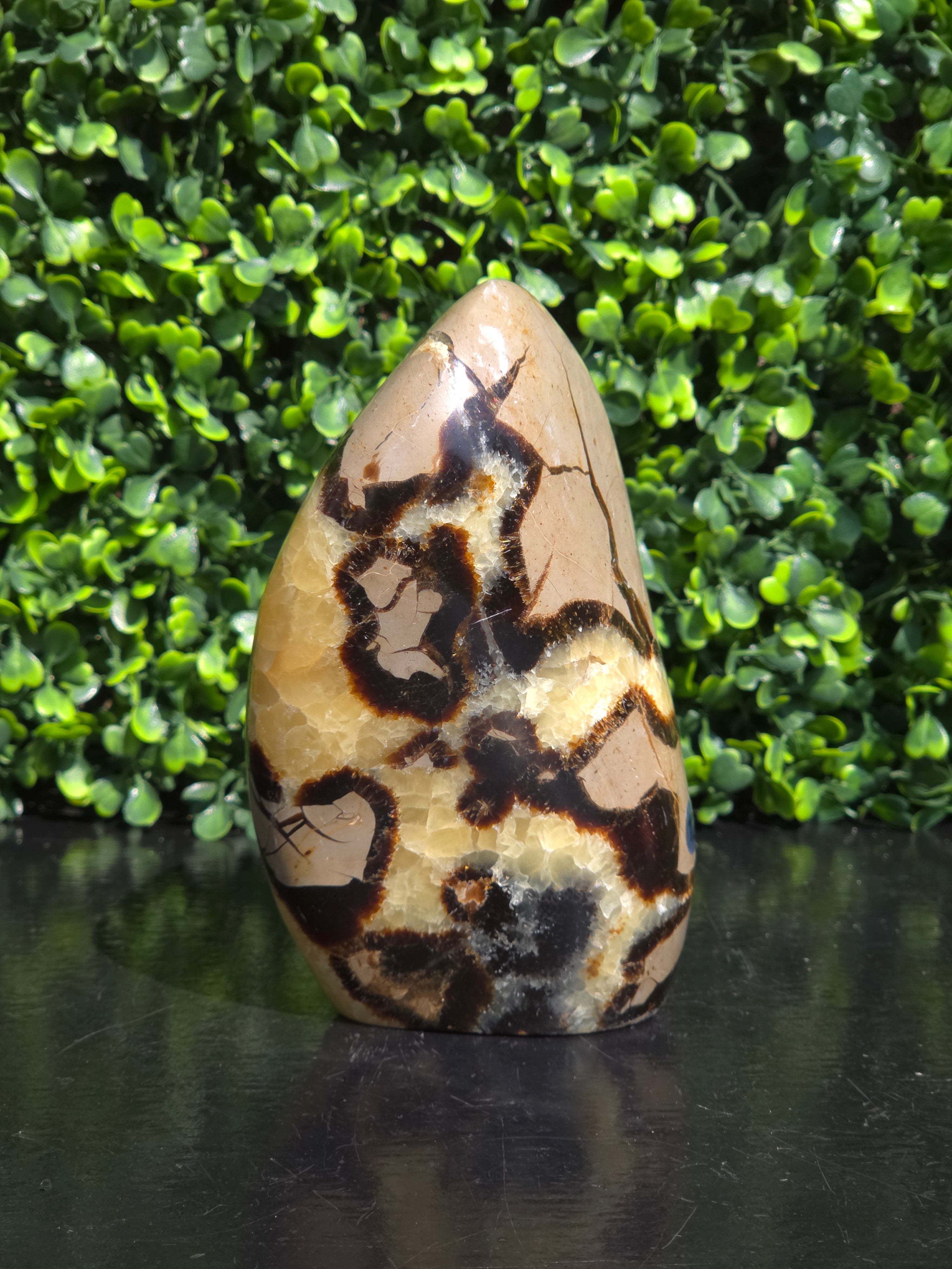 Septarie freeform #12