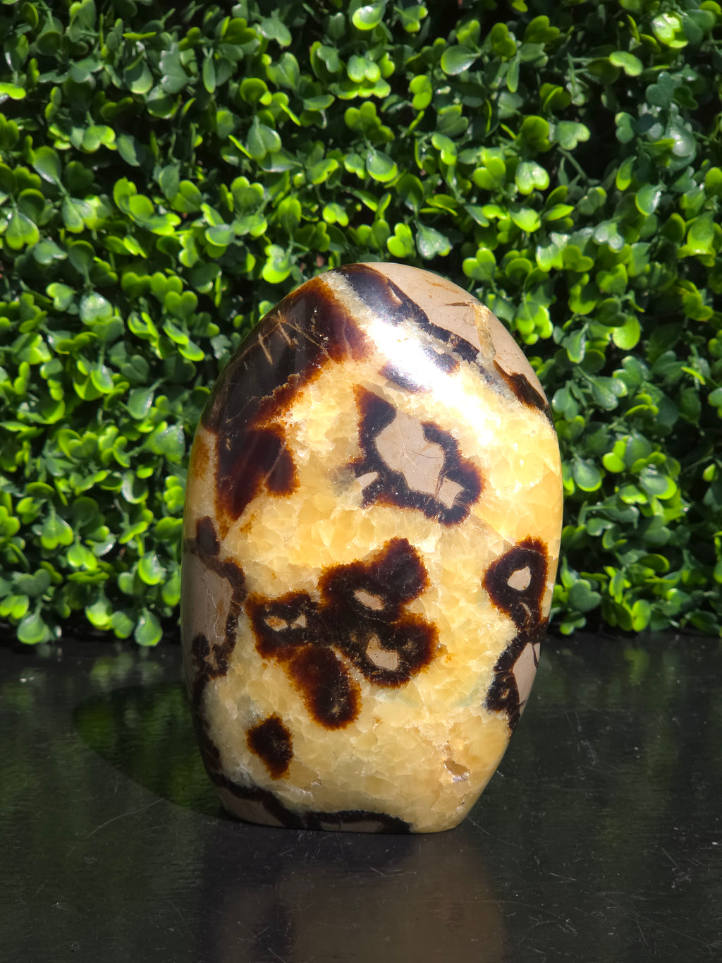 Septarie freeform #12