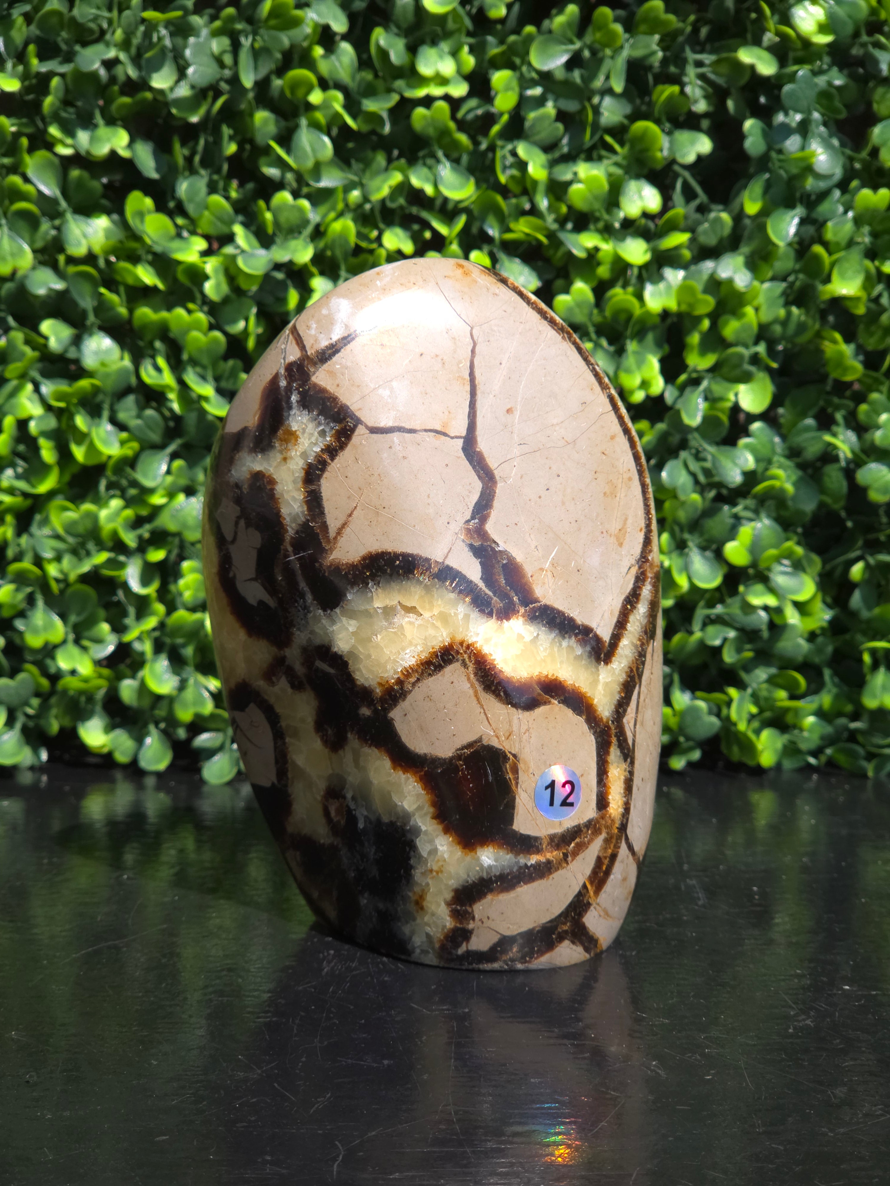 Septarie freeform #12