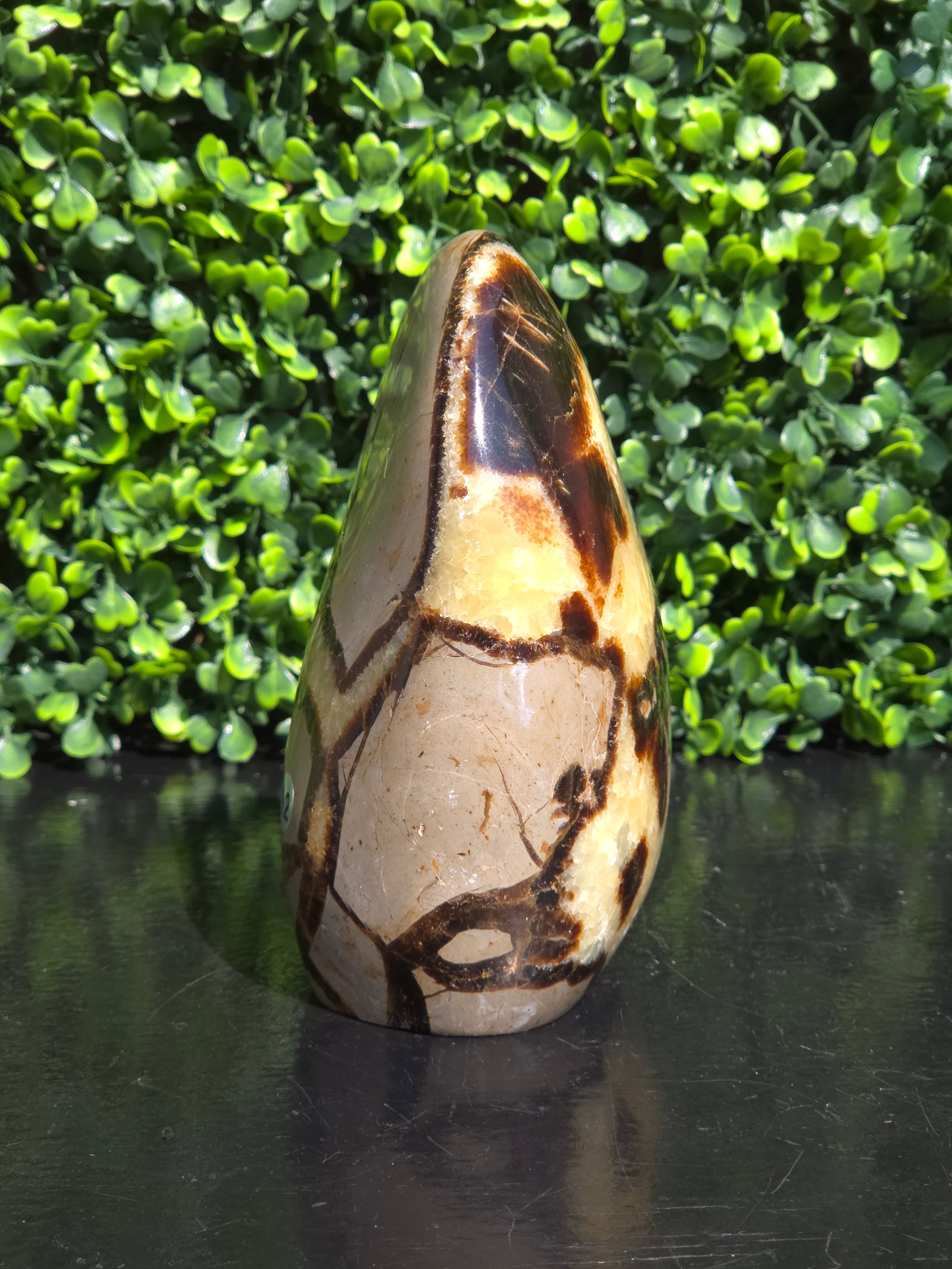 Septarie freeform #12